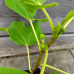 Ficus carica (Figovník jedlý) ‘OSBORN PROLIFIC’ - výška 40-60 cm, kont. C2L (-15°C) Ficus carica (Figovník jedlý) ‘OSBORN PROLIFIC’ - výška 40-60 cm, kont. C2L (-15°C)